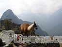 Machu-Picchu-008