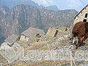 Machu-Picchu-021